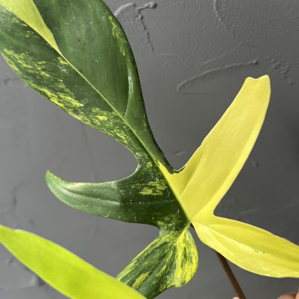 フィロデンドロン：フロリダビューティーバリエガータ（斑入）　4号26-03