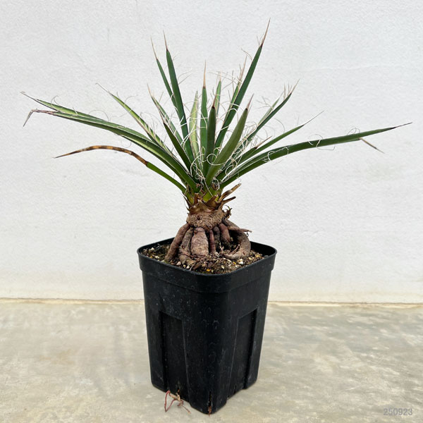 ユッカ：フィリフェラ（根上がり仕立て） 4号鉢植え の通販