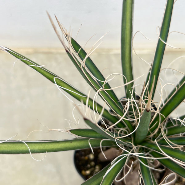 ユッカ：フィリフェラ（根上がり仕立て）　4号鉢植え