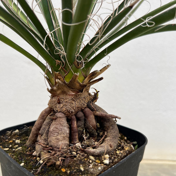 ユッカ：フィリフェラ（根上がり仕立て）　4号鉢植え