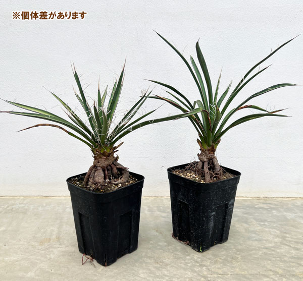 ユッカ：フィリフェラ（根上がり仕立て）　4号鉢植え