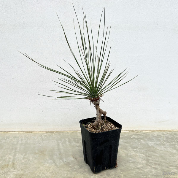 ユッカ:エラータ(根上がり仕立て) 4号鉢植え