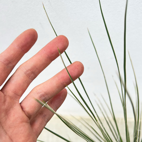 ユッカ:エラータ(根上がり仕立て) 4号鉢植え