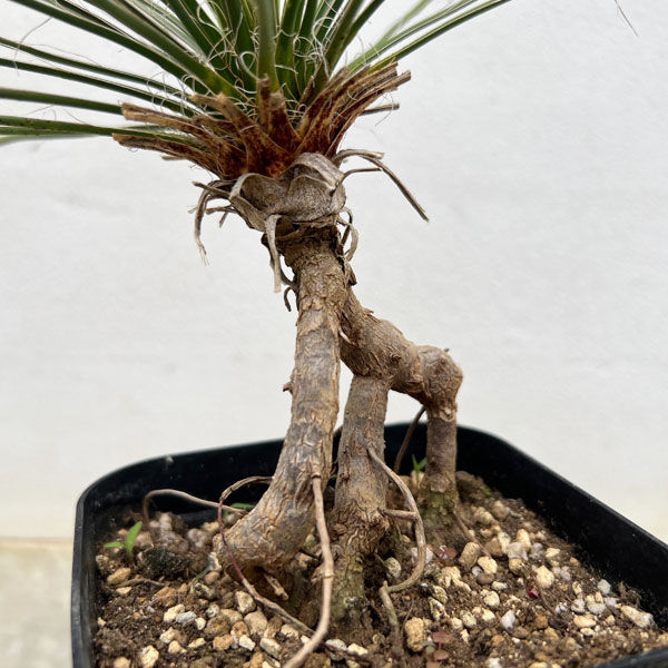 ユッカ:エラータ(根上がり仕立て) 4号鉢植え