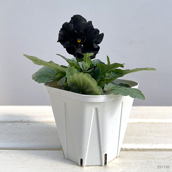 【お1人様3ポットまで】パンジー：シュバリエ　ドゥ　リュンヌ3.5号ポット