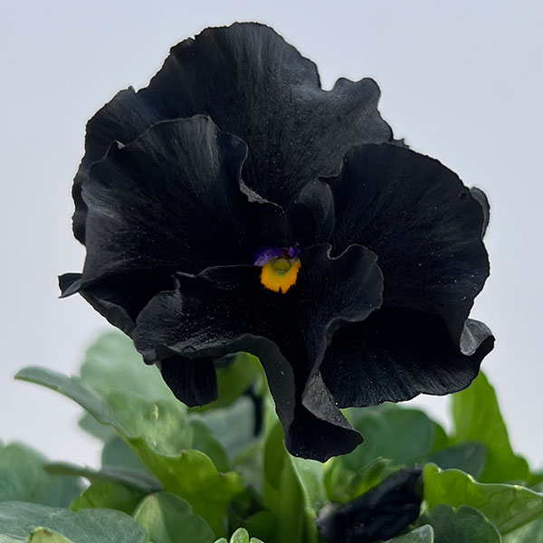 【お1人様3ポットまで】パンジー：シュバリエ　ドゥ　リュンヌ3.5号ポット