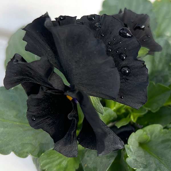 【お1人様3ポットまで】パンジー：シュバリエ　ドゥ　リュンヌ3.5号ポット