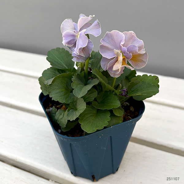 【お1人様3ポットまで】ビオラ:プチトリアノン ローランサングレー3.5号ポット