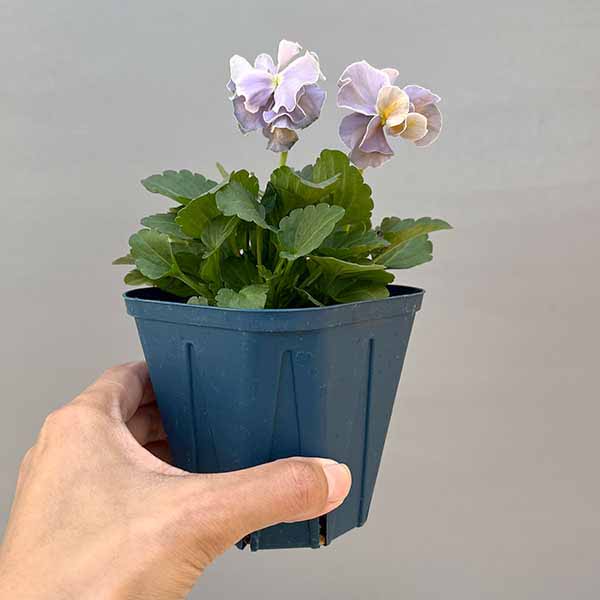 【お1人様3ポットまで】ビオラ:プチトリアノン ローランサングレー3.5号ポット