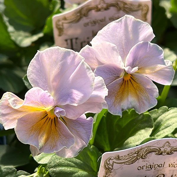 【お1人様3ポットまで】ビオラ:プチトリアノン ローランサングレー3.5号ポット