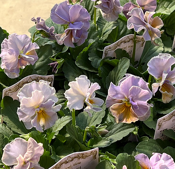 【お1人様3ポットまで】ビオラ:プチトリアノン ローランサングレー3.5号ポット