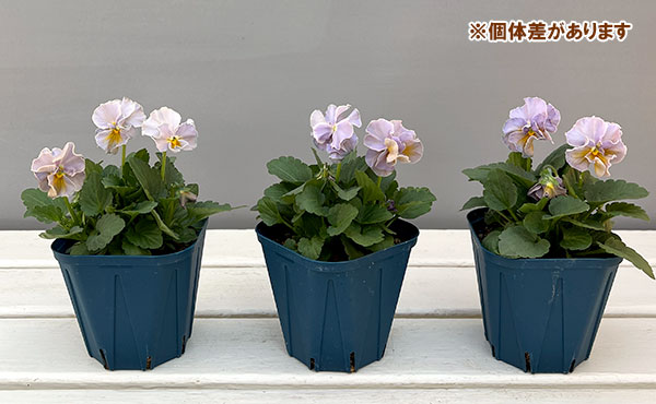 【お1人様3ポットまで】ビオラ:プチトリアノン ローランサングレー3.5号ポット
