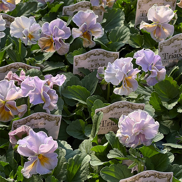 【お1人様3ポットまで】ビオラ:プチトリアノン ローランサングレー3.5号ポット