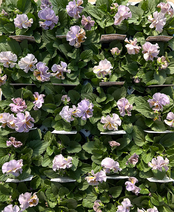 【お1人様3ポットまで】ビオラ:プチトリアノン ローランサングレー3.5号ポット