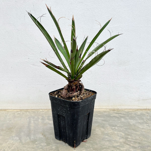 ユッカ:カルネロサーナ(根上がり仕立て) 4号鉢植え