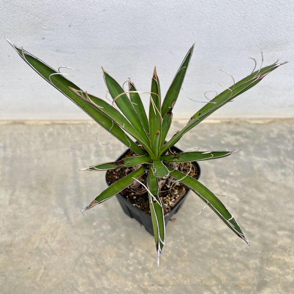 ユッカ:カルネロサーナ(根上がり仕立て) 4号鉢植え