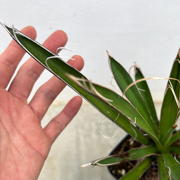 ユッカ:カルネロサーナ(根上がり仕立て) 4号鉢植え
