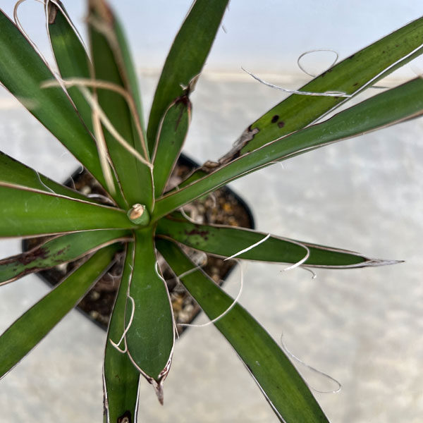 ユッカ:カルネロサーナ(根上がり仕立て) 4号鉢植え