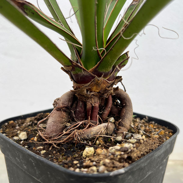 ユッカ:カルネロサーナ(根上がり仕立て) 4号鉢植え