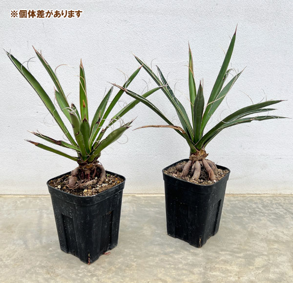 ユッカ:カルネロサーナ(根上がり仕立て) 4号鉢植え