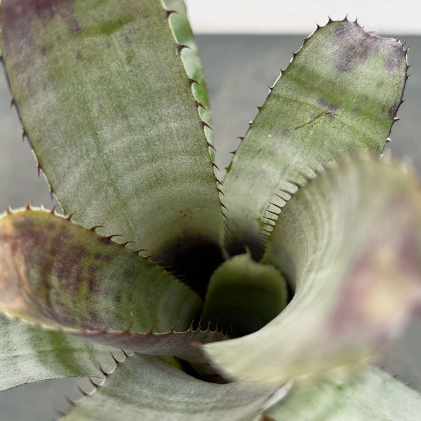 エクメア：チャンティニ　グレイゴースト　3.5号