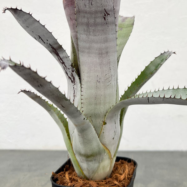 エクメア：チャンティニ　グレイゴースト　3.5号