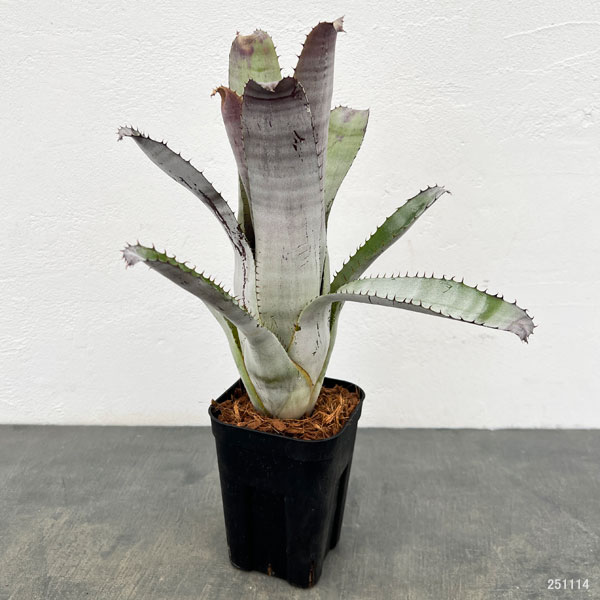 エクメア：チャンティニ　グレイゴースト　3.5号