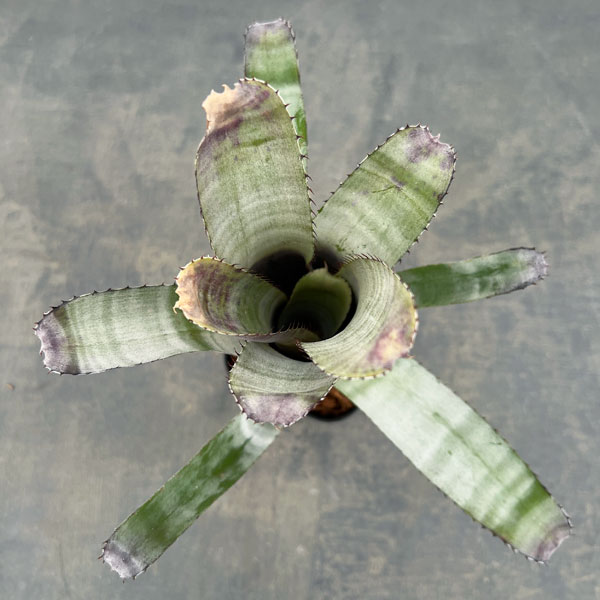 エクメア：チャンティニ　グレイゴースト　3.5号