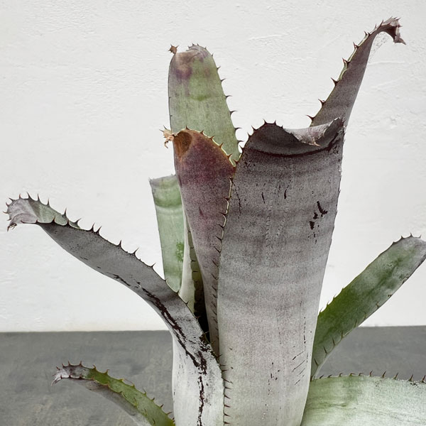 エクメア：チャンティニ　グレイゴースト　3.5号