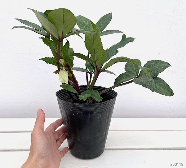 クリスマスローズ：ニゲルハイブリッド　エクリュフラミンゴ4.5号ポット