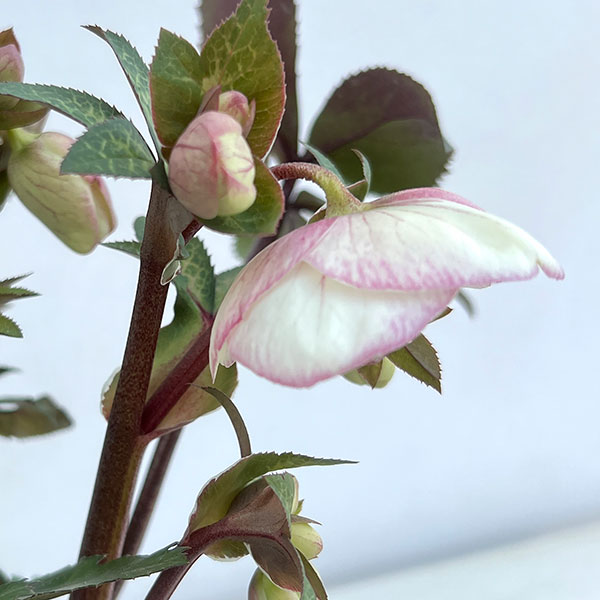 クリスマスローズ：ニゲルハイブリッド　エクリュフラミンゴ4.5号ポット