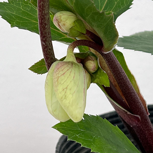 クリスマスローズ：ニゲルハイブリッド　エクリュフラミンゴ4.5号ポット