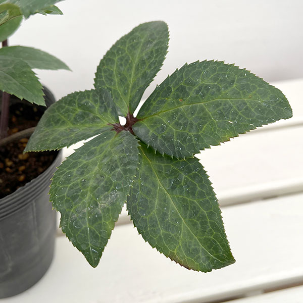 クリスマスローズ：ニゲルハイブリッド　エクリュフラミンゴ4.5号ポット