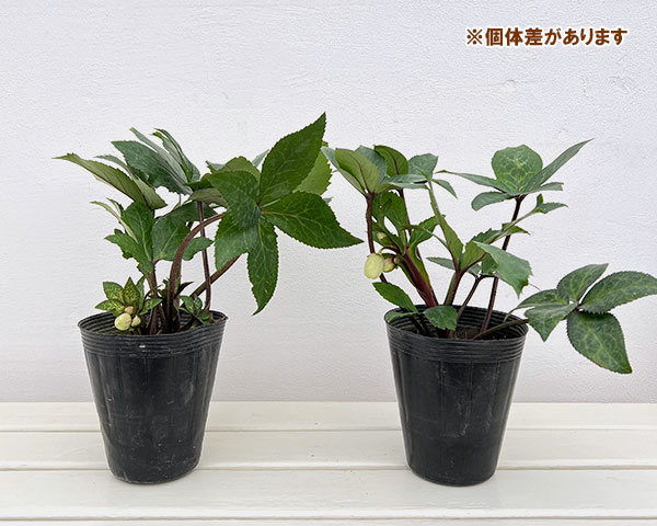 クリスマスローズ：ニゲルハイブリッド　エクリュフラミンゴ4.5号ポット