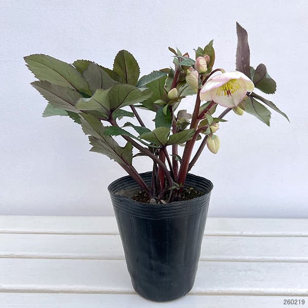 クリスマスローズ：ニゲルハイブリッド　エクリュフラミンゴ4.5号ポット