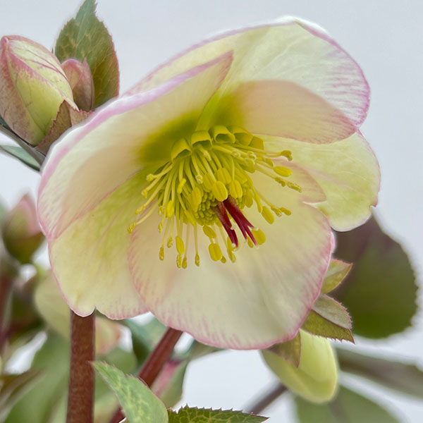 クリスマスローズ：ニゲルハイブリッド　エクリュフラミンゴ4.5号ポット