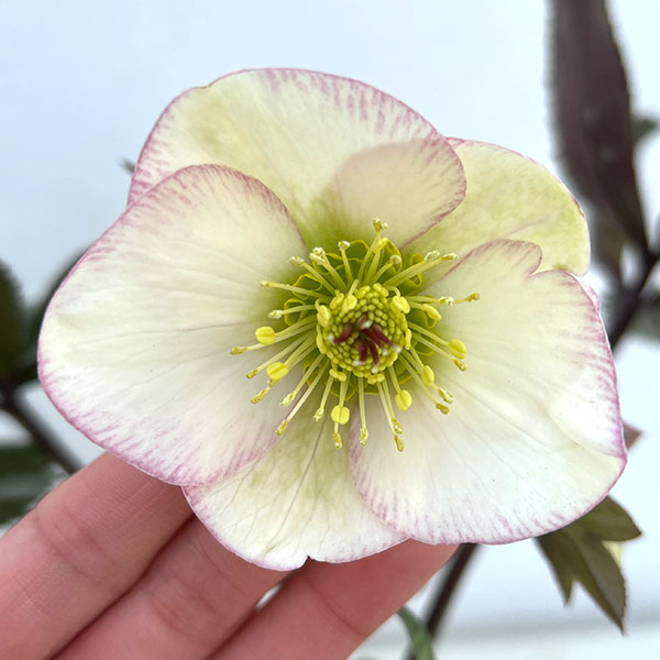 クリスマスローズ：ニゲルハイブリッド　エクリュフラミンゴ4.5号ポット