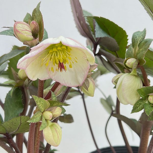 クリスマスローズ：ニゲルハイブリッド　エクリュフラミンゴ4.5号ポット