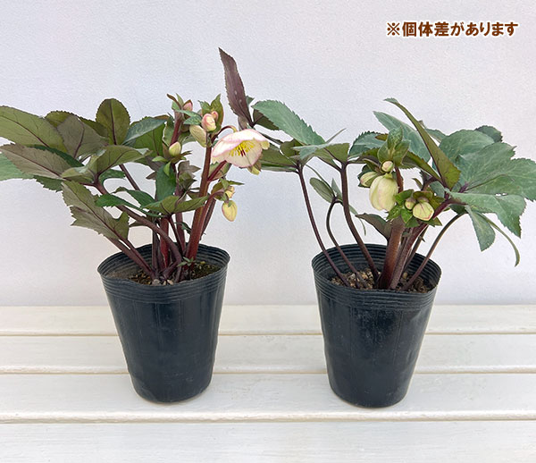 クリスマスローズ：ニゲルハイブリッド　エクリュフラミンゴ4.5号ポット