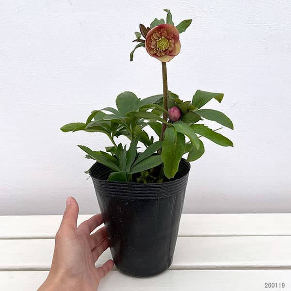 クリスマスローズ:*サンセットオーケストラ4.5号ポット