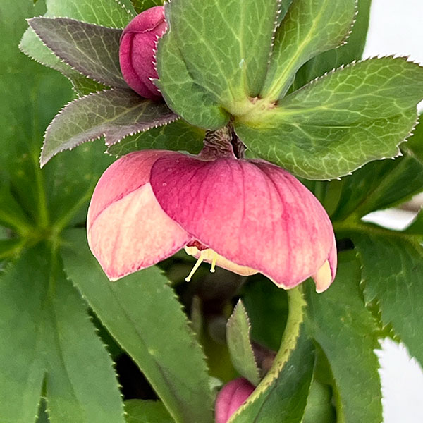 クリスマスローズ:*サンセットオーケストラ4.5号ポット