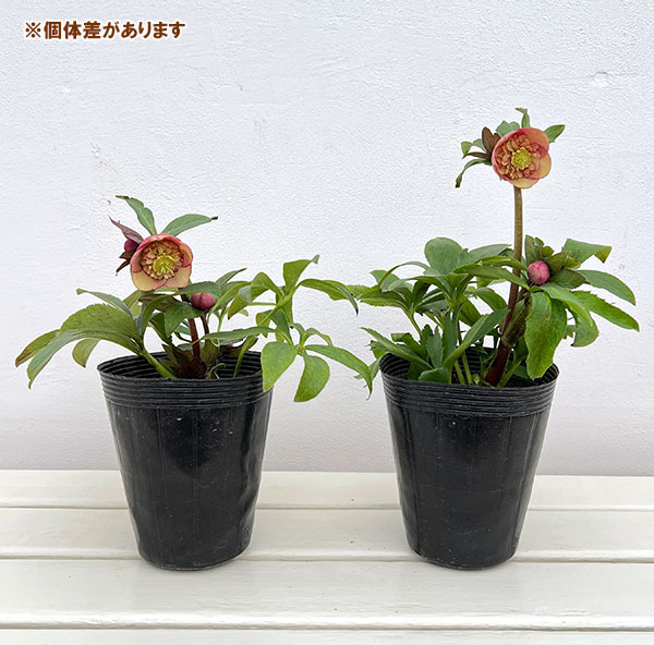 クリスマスローズ:*サンセットオーケストラ4.5号ポット