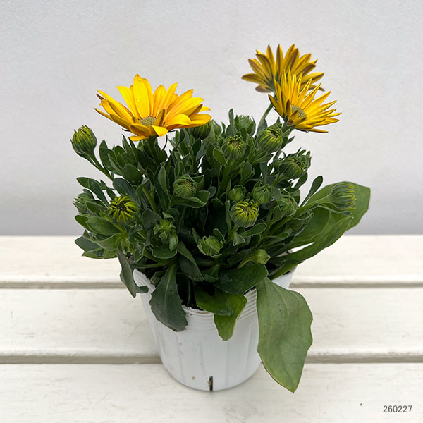 オステオスペルマム：フラワーパワー　サマーサン3.5号ポット