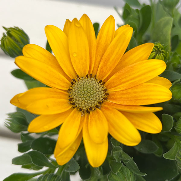 オステオスペルマム：フラワーパワー　サマーサン3.5号ポット