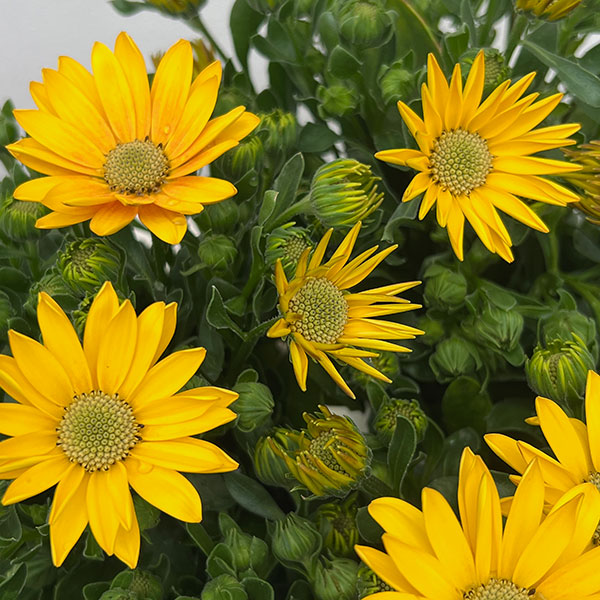 オステオスペルマム：フラワーパワー　サマーサン3.5号ポット