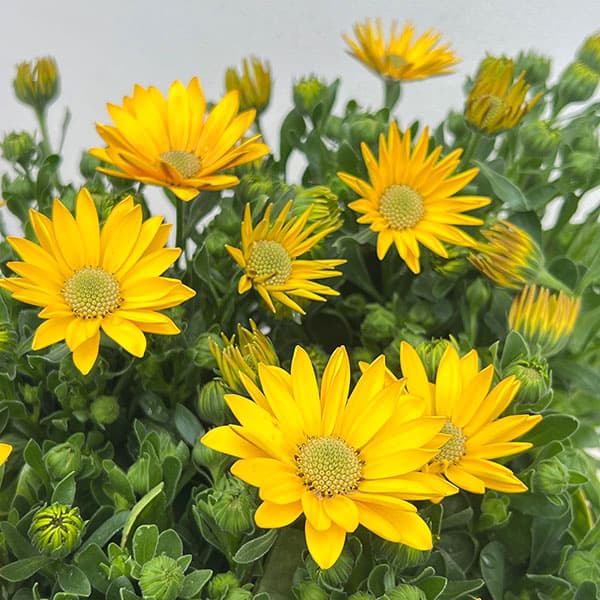 オステオスペルマム：フラワーパワー　サマーサン3.5号ポット