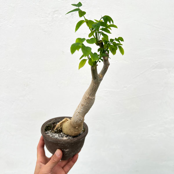 モリンガ:ステノペタラ(木化仕立て・実生苗)4号ポット25-01