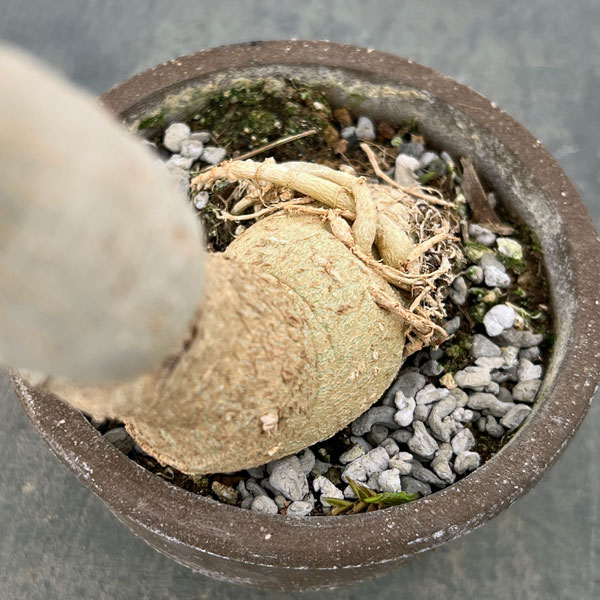 モリンガ:ステノペタラ(木化仕立て・実生苗)4号ポット25-01