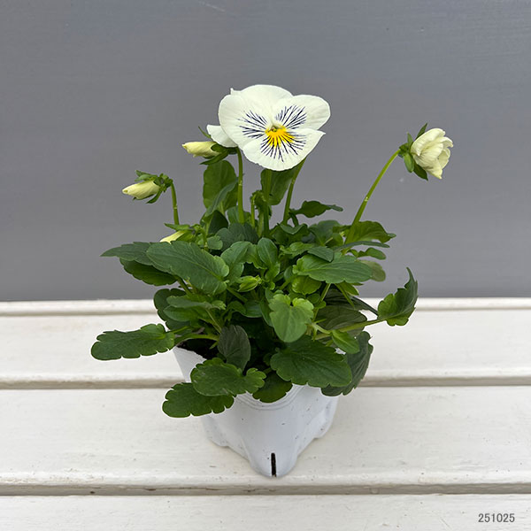 パンジー：キャッツ ホワイト3-3.5号ポット