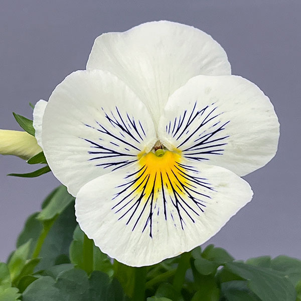 パンジー：キャッツ ホワイト3-3.5号ポット